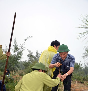 Mở rộng 30 nghìn héc ta rừng đáp ứng công nghiệp chế biến gỗ