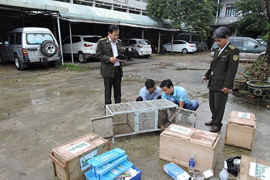 Chi cục Kiểm lâm Đà Nẵng chuyển giao cứu hộ 4 cá thể tê tê cho Vườn Quốc gia Cúc Phương
