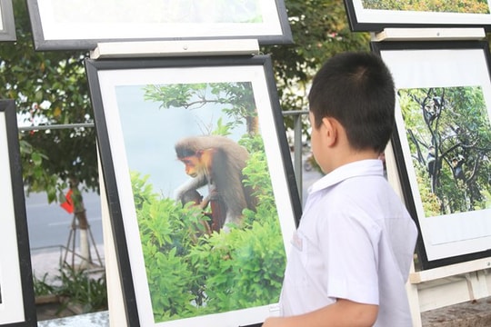 Triển lãm ảnh voọc chà vá chân nâu và sinh thái rừng Sơn Trà