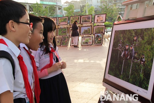 Chiêm ngưỡng voọc chà vá chân nâu