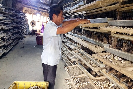 Đào ao nuôi cá làm giàu