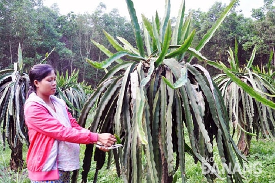 Khoa học công nghệ giúp nông thôn khởi sắc