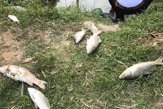 Cá chết hàng loạt trên sông Trầu