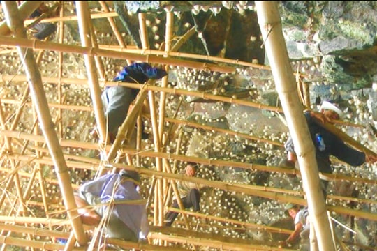 Nghề khai thác tổ yến  ở Cù Lao Chàm