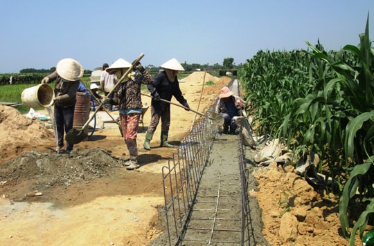 Xây dựng cánh đồng mẫu lớn ở Duy Xuyên: Nông dân góp sức