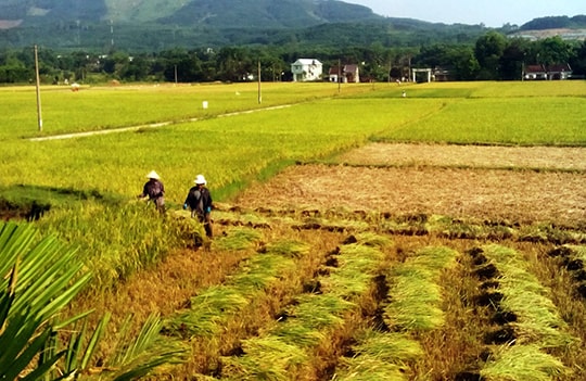 Hiệp Đức thí điểm thành công cánh đồng mẫu