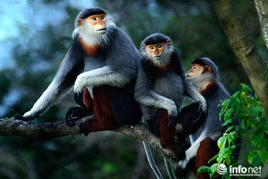 Săn bắt voọc chà vá chân nâu, lãnh 3 năm tù