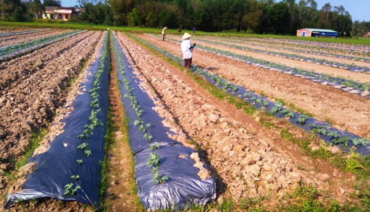 Chuyển đổi cơ cấu cây trồng ở Phú Ninh