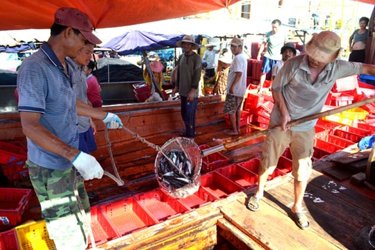 Nghề lưới vây đổi ngư trường