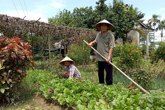 Gập ghềnh làng rau An Mỹ