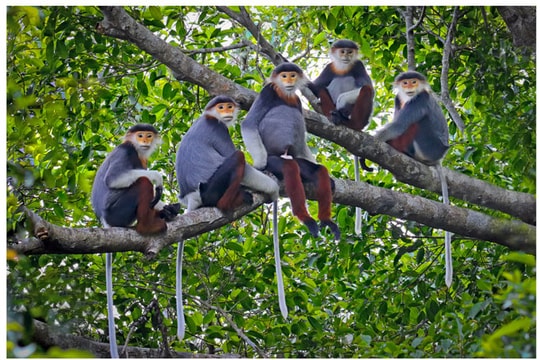 Triển lãm quần thể thiên nhiên hoang dã và voọc chà vá chân nâu Sơn Trà