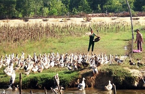 Nuôi vịt biển thương phẩm vùng bãi ngang Thăng Bình: Khó tìm đầu ra