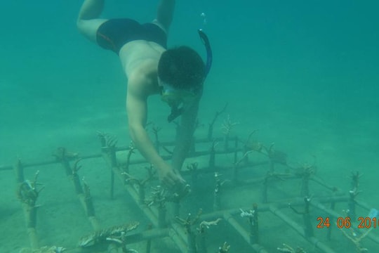 Ứng dụng công nghệ phục hồi san hô cứng tại Khu bảo tồn biển Cù Lao Chàm