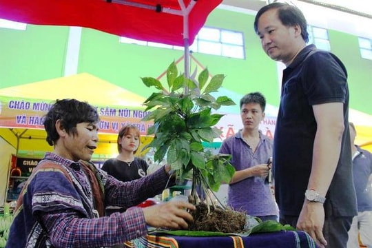 Ban hành nhiều nghị quyết về cây dược liệu và cho thuê môi trường rừng để trồng dược liệu