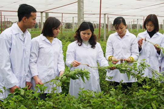 Vận động nhân dân trồng dược liệu và sử dụng thuốc nam