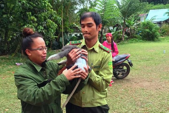 Một hộ dân Cơ Tu bàn giao cá thể voọc chà vá quý hiếm