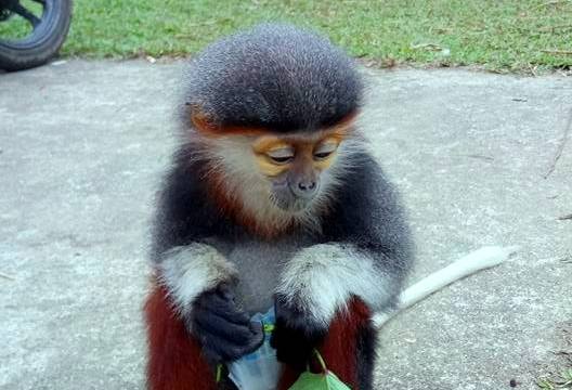 Đề nghị tiếp nhận và cứu hộ cá thể voọc chà vá quý hiếm