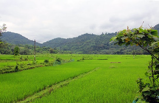 Xanh ngát Đồng Râm