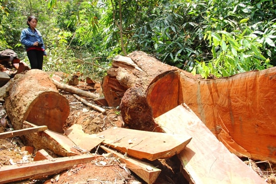 Cách chức Hạt trưởng Hạt Kiểm lâm rừng phòng hộ Nam Sông Bung