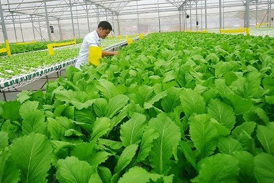 Phát triển sản xuất hữu cơ kết hợp khai thác du lịch nông nghiệp