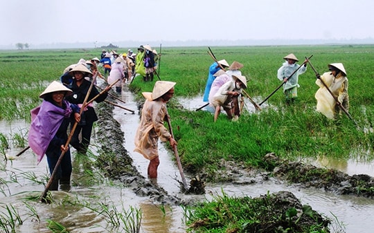 Nhiều khó khăn trong dồn điền đổi thửa