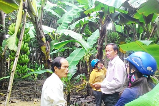 Hiệu quả từ cải tạo vườn tạp