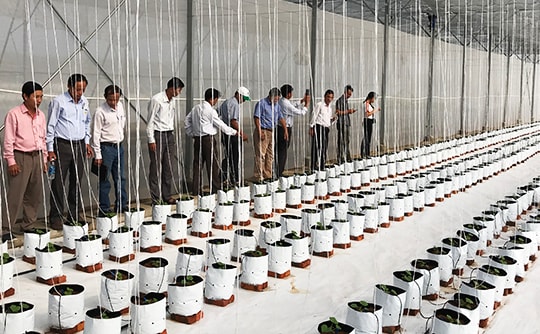 Thăng Bình hội thảo mô hình nhà lưới sản xuất rau công nghệ cao