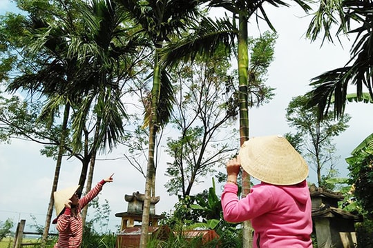 Trộm cau non ở vùng quê