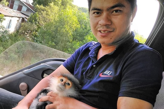 Phát hiện cá thể voọc chà vá trên cao tốc