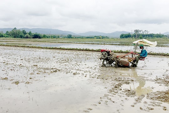 Hiệu quả từ dồn điền đổi thửa