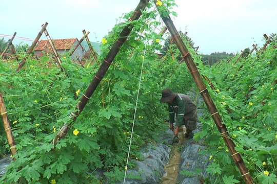 Phong trào nông dân sản xuất giỏi ở Bình Phú: Nhiều mô hình kinh tế hiệu quả