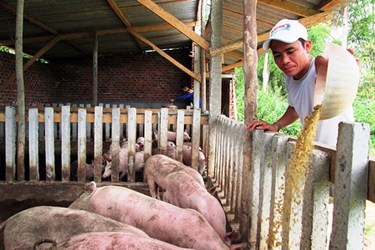 Nông dân thi đua sản xuất giỏi