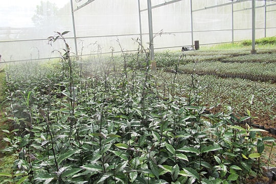 Cây thuốc nam: Rẻ và tốt cho sức khỏe