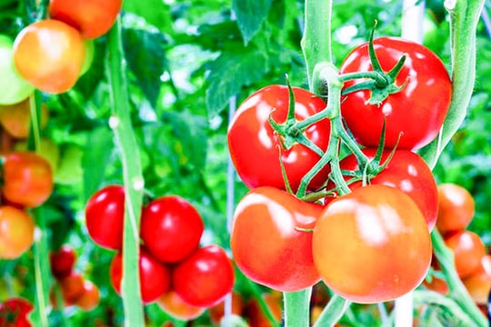 Hệ luỵ khi lạm dụng chất kích thích sinh trưởng trong trồng trọt