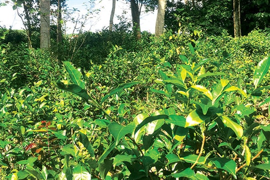 Bát nước chè xanh