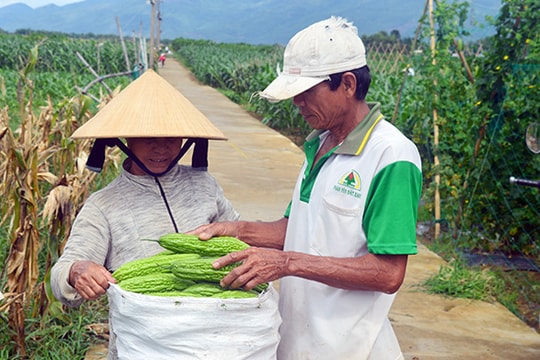 Nông sản Quảng Nam: Chưa hấp dẫn thị trường Đà Nẵng
