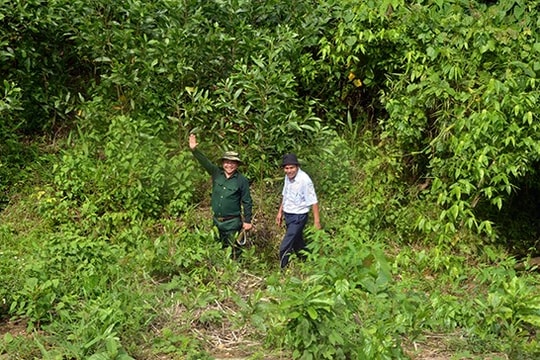 Dự án trồng rừng kfw10: Giao rừng cho cộng đồng quản lý