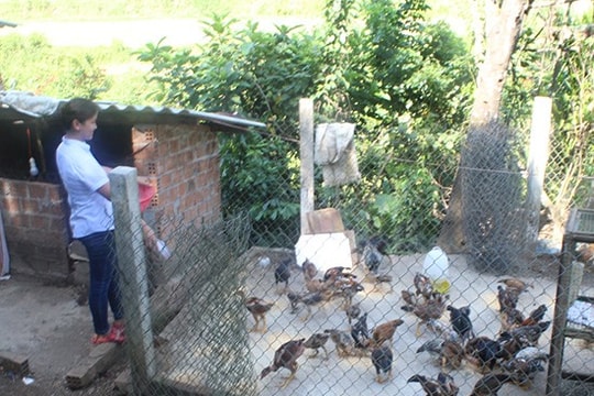 Tạo thương hiệu "gà ta thả vườn"