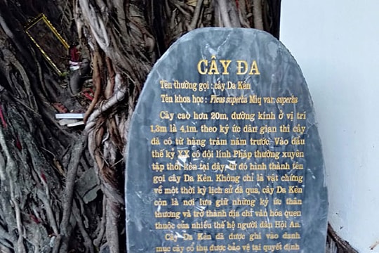 Cây đa có tên lạ ở Hoài Phố