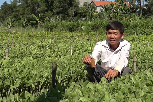 Làm giàu từ mô hình ươm cây keo giống