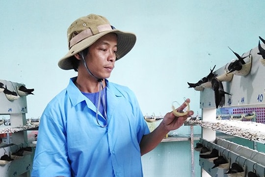 Nâng cánh chim đảo