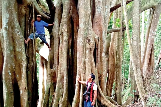 Lạc giữa rừng cây đa cổ thụ