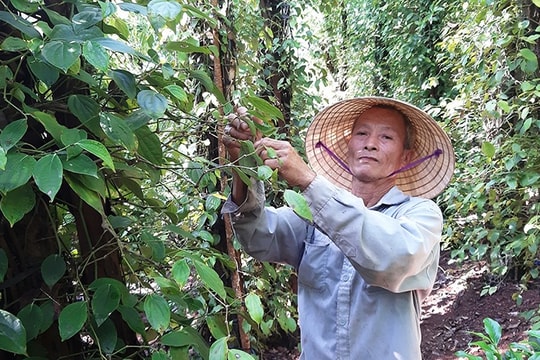 Nông dân Duy Thu sản xuất giỏi