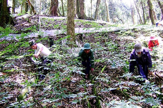 Nhiều doanh nghiệp đầu tư trồng dược liệu và lâm sản ngoài gỗ dưới tán rừng