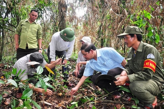 Khảo sát thực địa vùng trồng dược liệu ở Phước Sơn