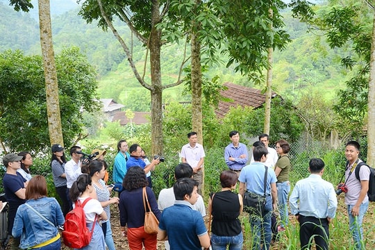 Quản trị rừng theo chương trình REDD+