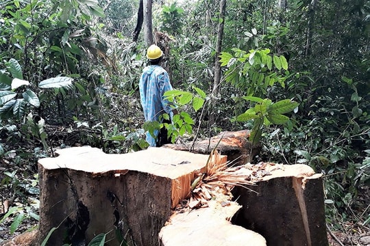 Khẩn trương điều tra, xử lý vụ khai thác rừng trái phép tại Trà Nú