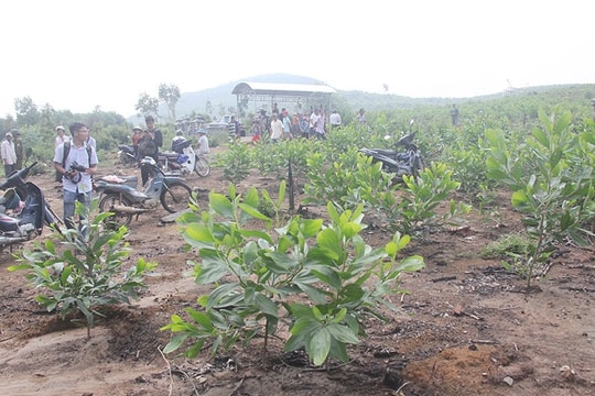 Xã Tam Xuân 2 (Núi Thành): Hàng nghìn cây keo bị nhổ bỏ vì... thông báo nhầm