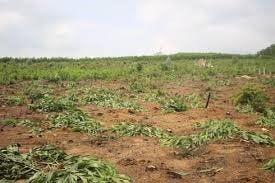 Vụ cán bộ xã nhổ 3.000 cây keo của dân: Người dân không thống nhất phương án hỗ trợ