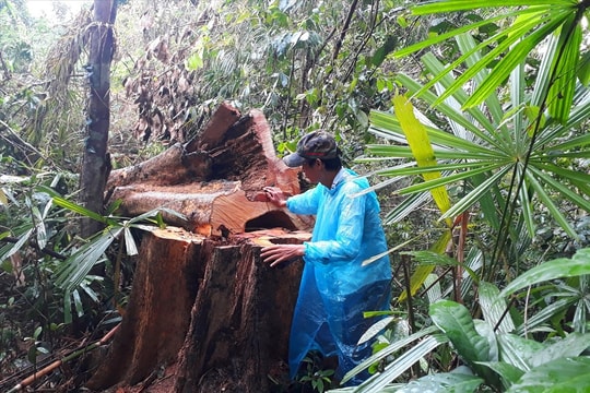 Vụ khai thác rừng ở Trà Nú: Xác định số lượng cây gỗ thiệt hại